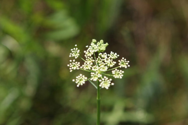 豐寧壩上旅游攻略圖片