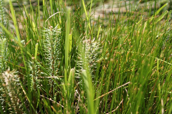 豐寧壩上旅游攻略圖片