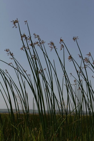 豐寧壩上旅游攻略圖片