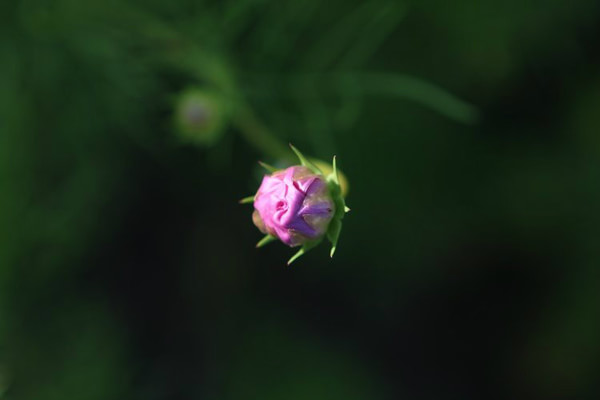 豐寧壩上旅游攻略圖片