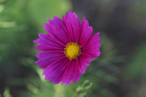 豐寧壩上景點圖片