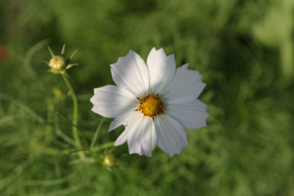 豐寧壩上旅游攻略圖片