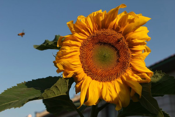 豐寧壩上旅游攻略圖片