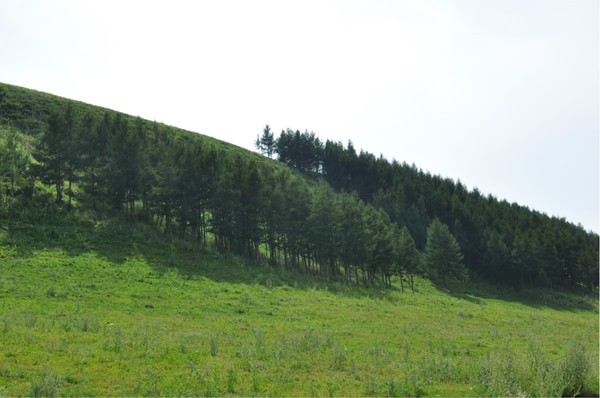 豐寧壩上自助游圖片