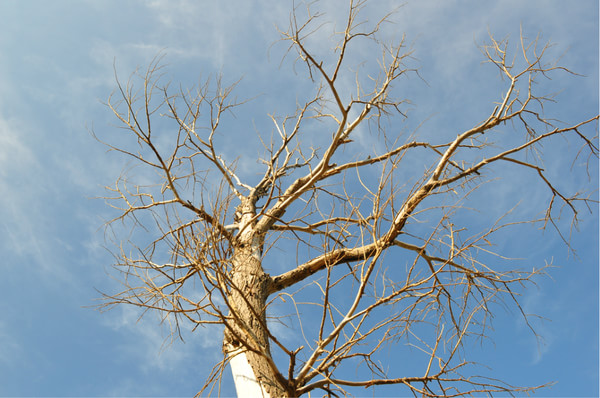 豐寧壩上旅游攻略圖片