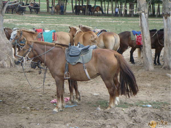 豐寧壩上景點圖片