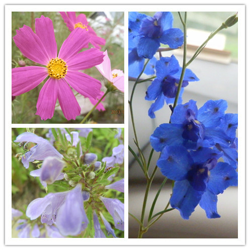 豐寧壩上景點圖片