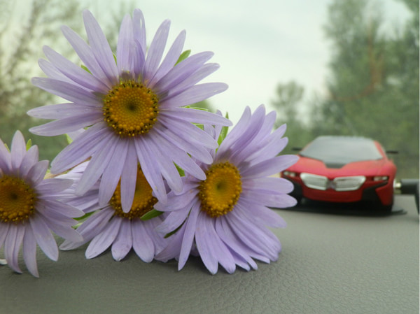 豐寧壩上自助游圖片