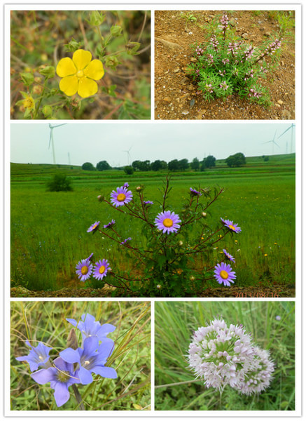 豐寧壩上景點圖片