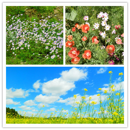 豐寧壩上自助游圖片