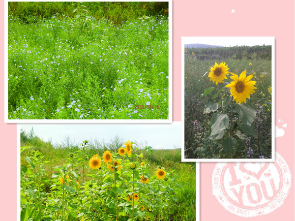 豐寧壩上自助游圖片