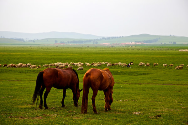 豐寧壩上自助游圖片