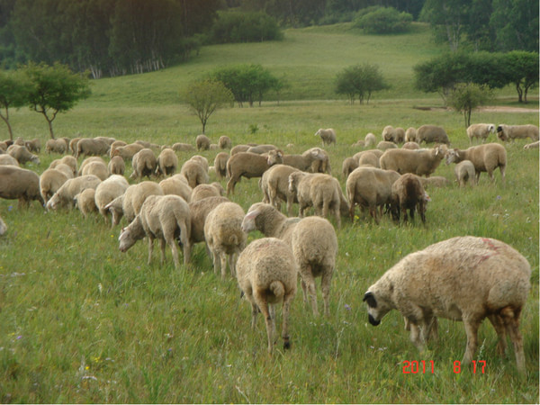 豐寧壩上旅游攻略圖片