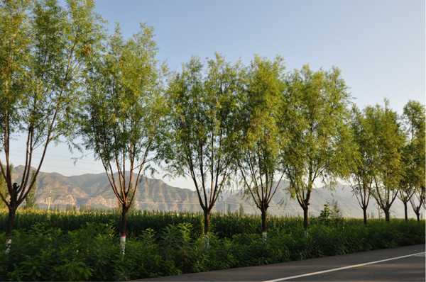 豐寧壩上景點(diǎn)圖片