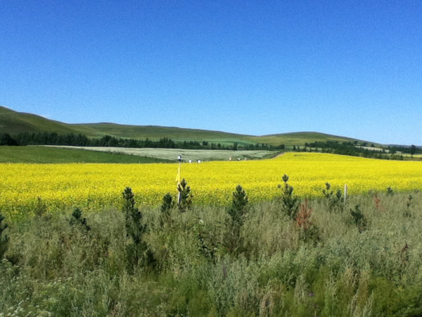 豐寧壩上自助游圖片