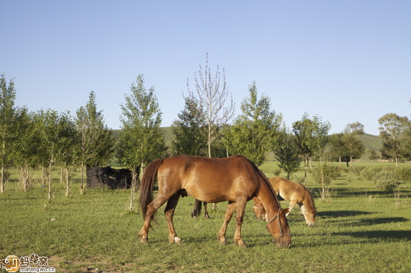 豐寧壩上自助游圖片