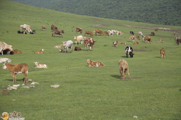 豐寧壩上自助游圖片