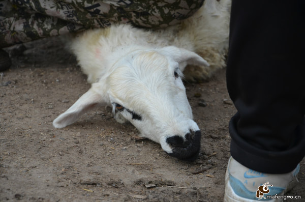 豐寧壩上景點圖片