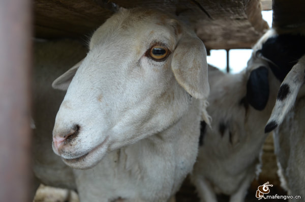 豐寧壩上景點圖片