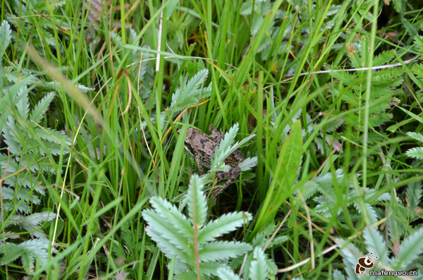 豐寧壩上自助游圖片