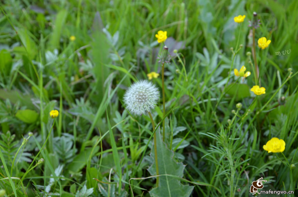 豐寧壩上景點圖片