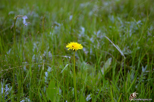 豐寧壩上自助游圖片