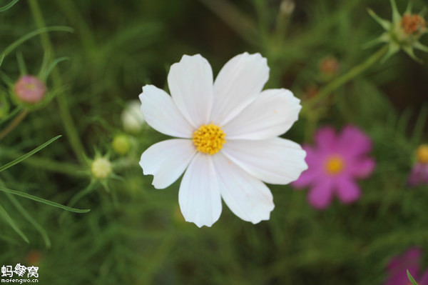 碧草藍天心蕩漾———豐寧壩上
