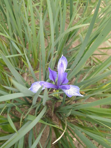 豐寧壩上，個去了就忘不了的地方