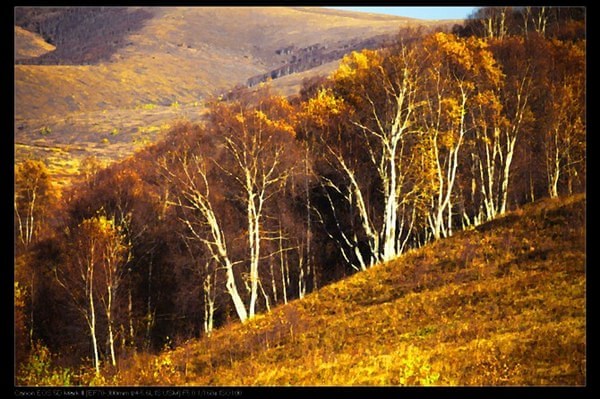 壩上秋色美——2012.十一豐寧