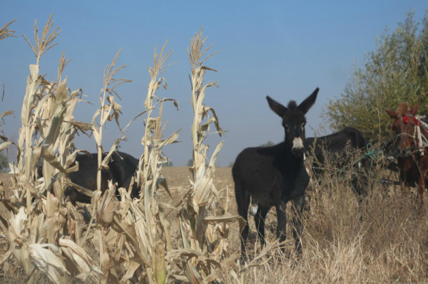 豐寧壩上旅游攻略圖片