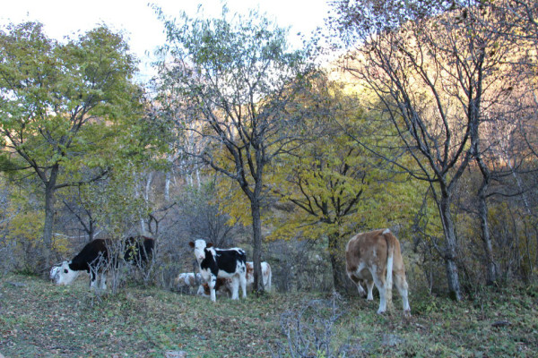 豐寧壩上自助游圖片