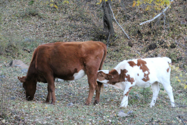 豐寧壩上旅游攻略圖片