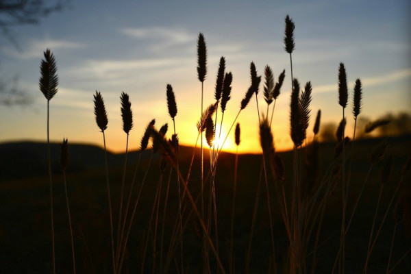 豐寧壩上自助游圖片