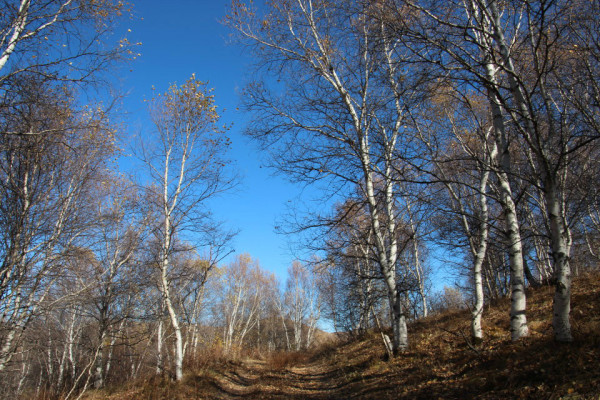 豐寧壩上旅游攻略圖片