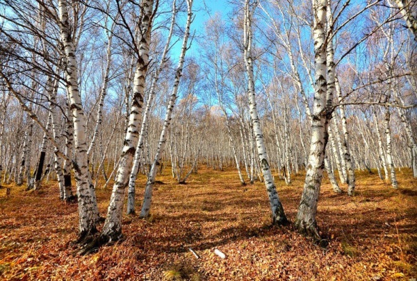 豐寧壩上自助游圖片