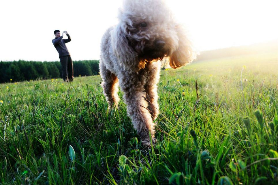一只泰迪帶你端午節(jié)游木蘭圍場