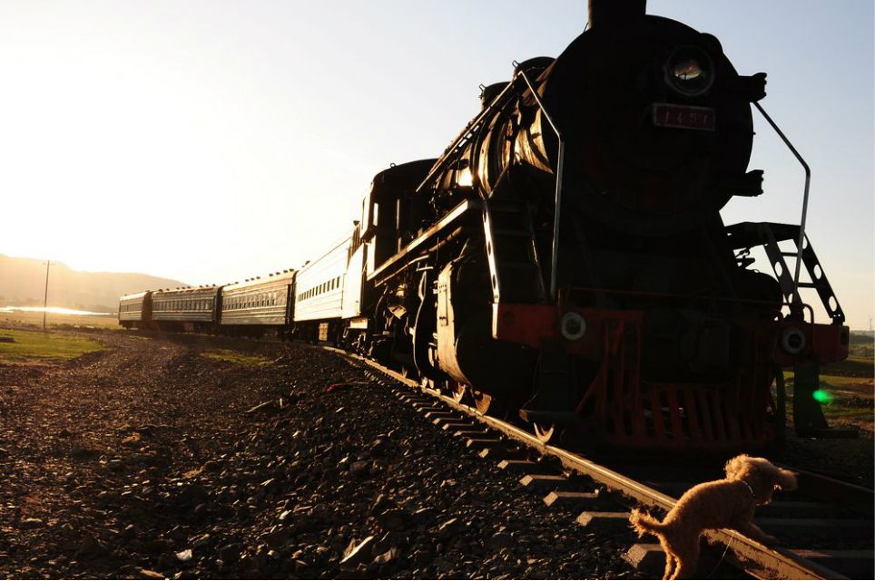 一只泰迪帶你端午節(jié)游木蘭圍場