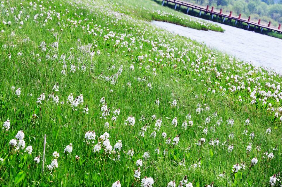 一只泰迪帶你端午節(jié)游木蘭圍場