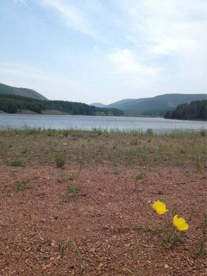 一只泰迪帶你端午節(jié)游木蘭圍場