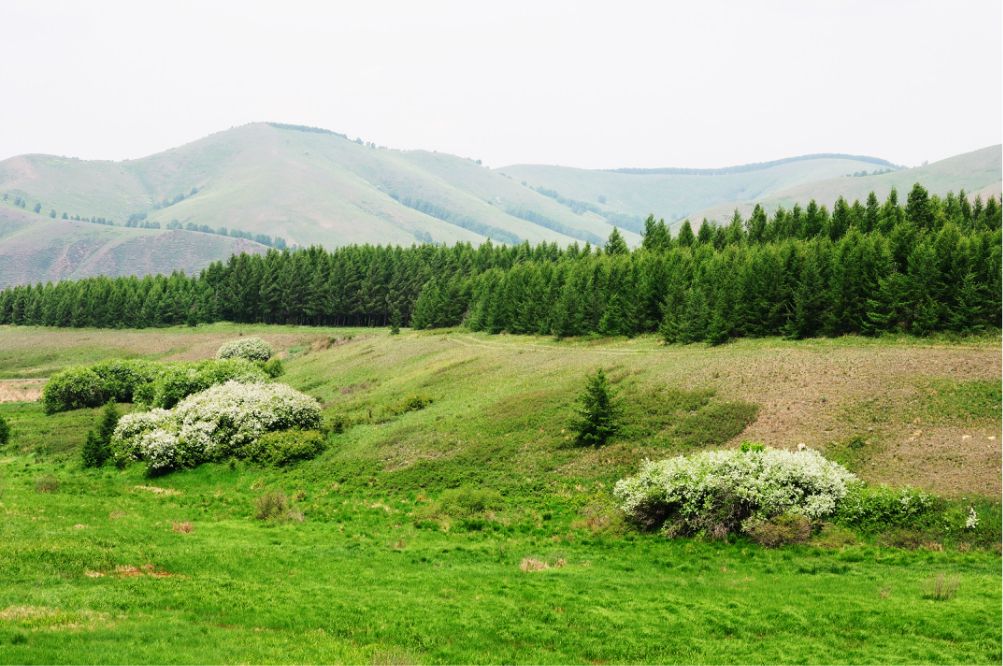 一只泰迪帶你端午節(jié)游木蘭圍場