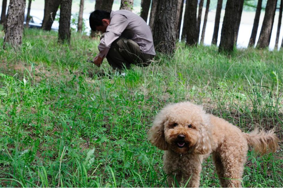 一只泰迪帶你端午節(jié)游木蘭圍場