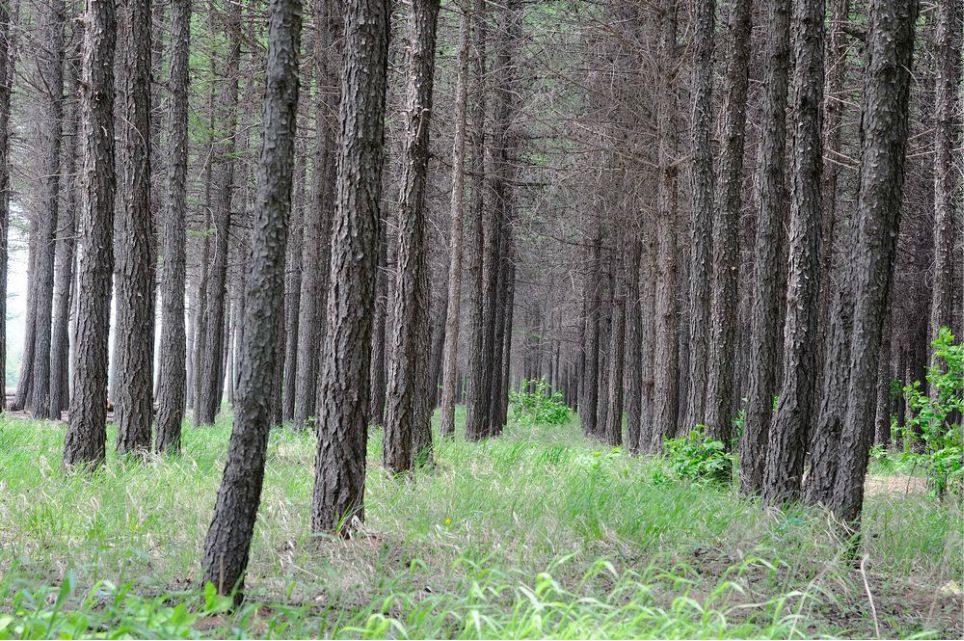 一只泰迪帶你端午節(jié)游木蘭圍場