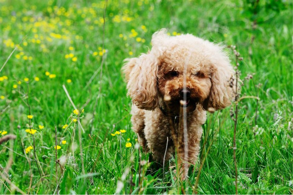 一只泰迪帶你端午節(jié)游木蘭圍場