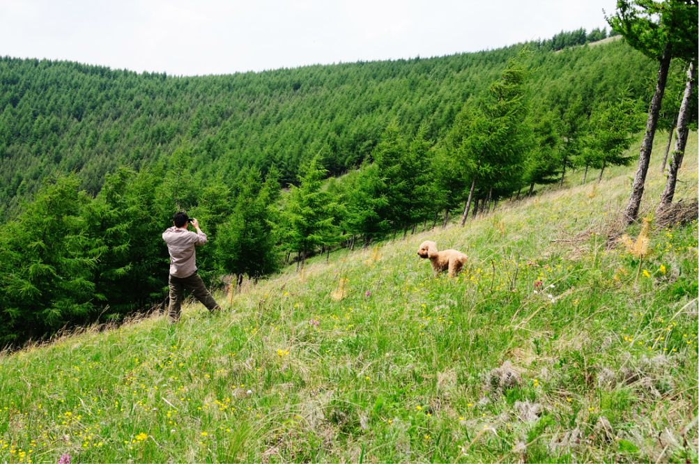 一只泰迪帶你端午節(jié)游木蘭圍場