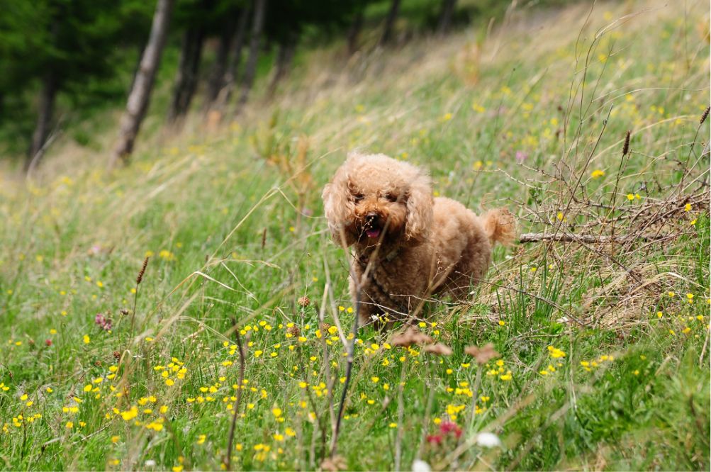 一只泰迪帶你端午節(jié)游木蘭圍場