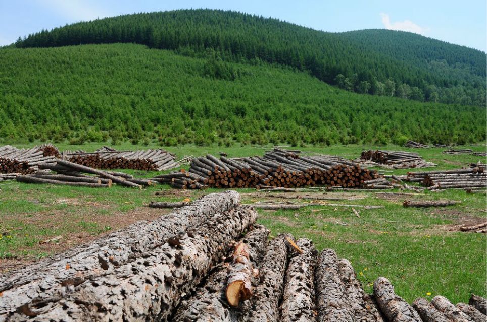 一只泰迪帶你端午節(jié)游木蘭圍場