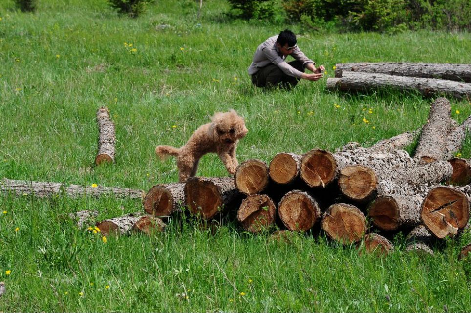 一只泰迪帶你端午節(jié)游木蘭圍場