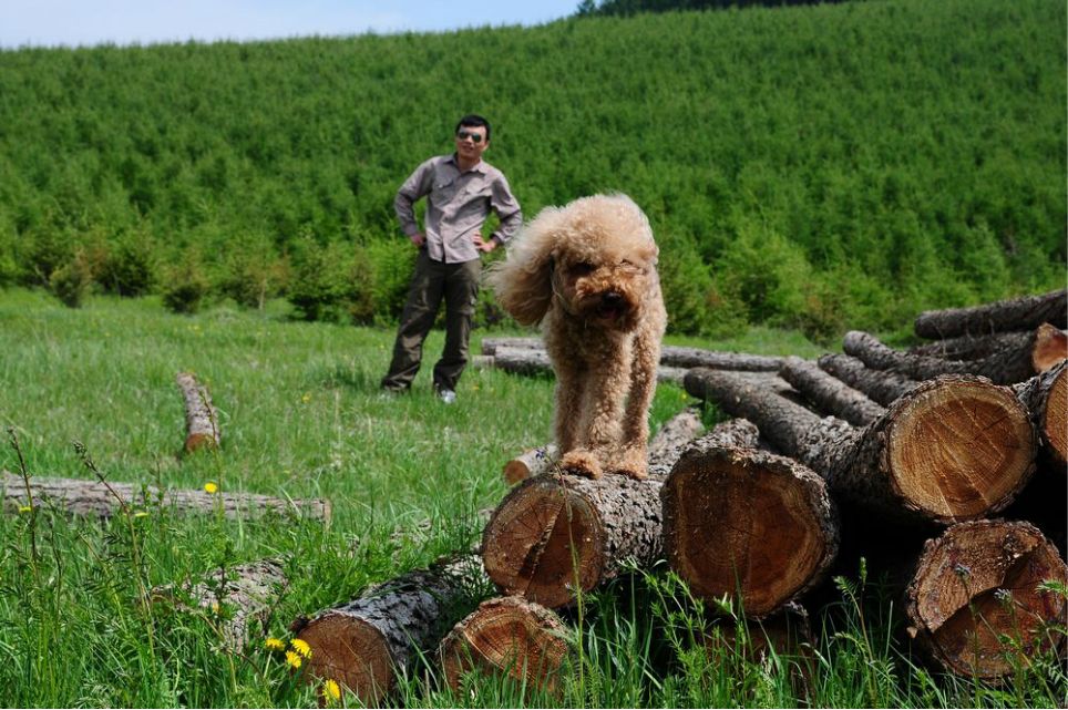 一只泰迪帶你端午節(jié)游木蘭圍場
