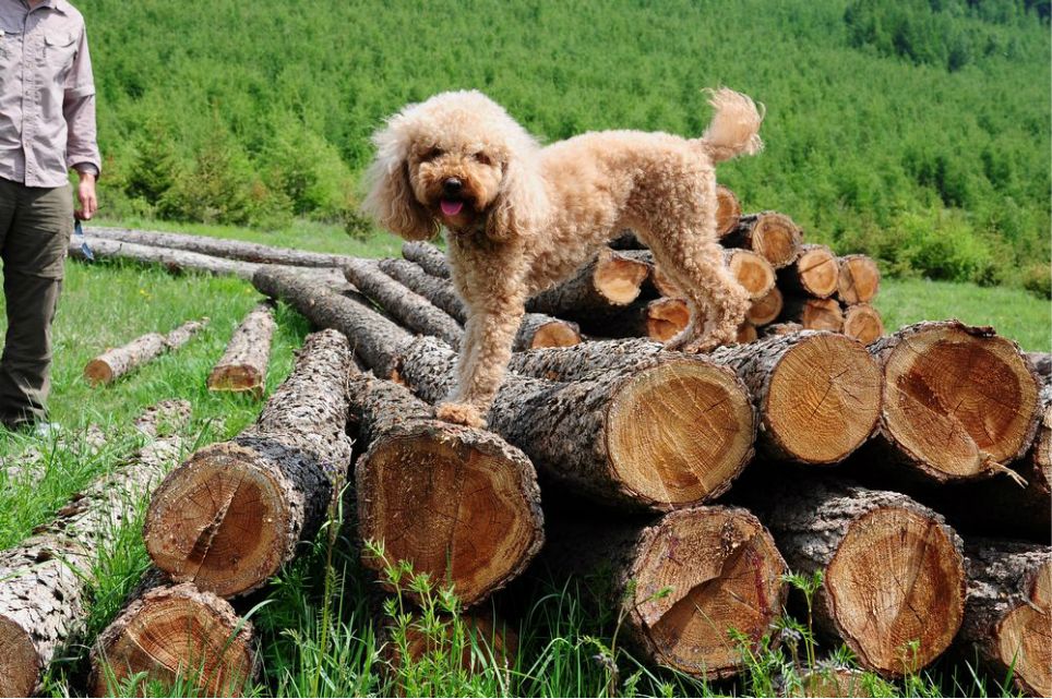 一只泰迪帶你端午節(jié)游木蘭圍場