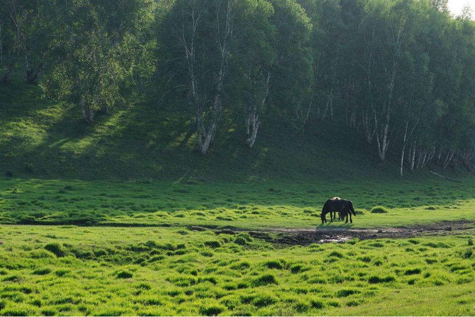 一只泰迪帶你端午節(jié)游木蘭圍場